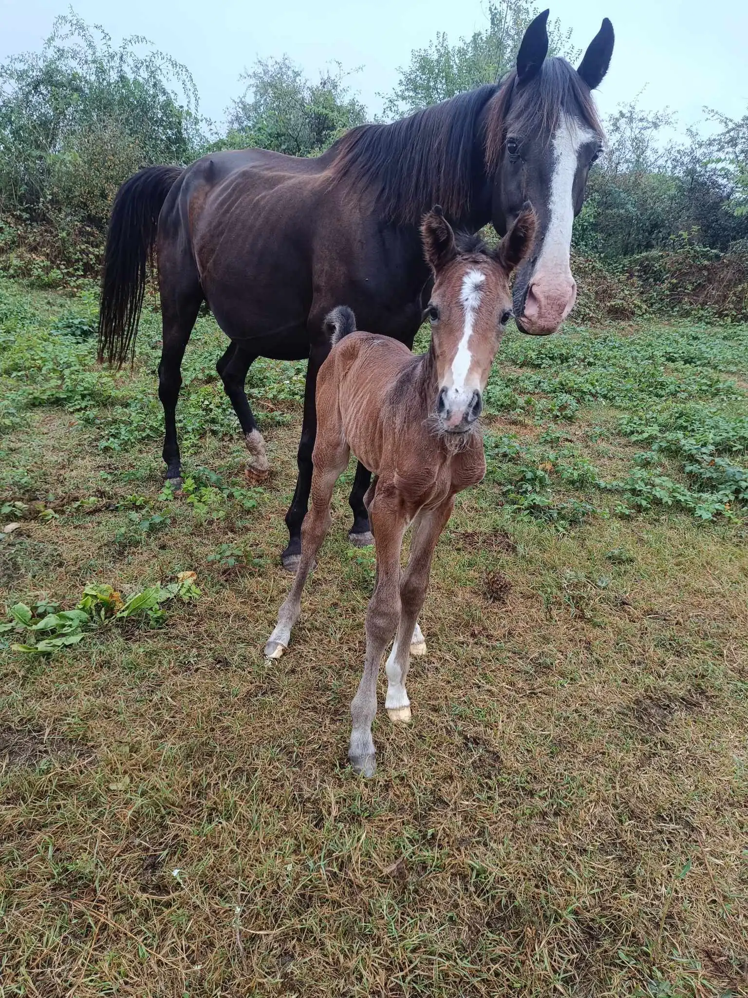 Equarion galéria kép 3