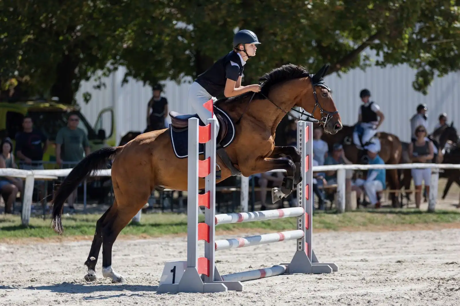 Equarion galéria kép 10