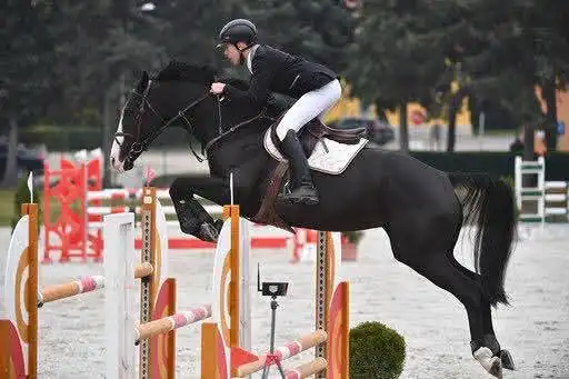 Equarion galéria kép 11