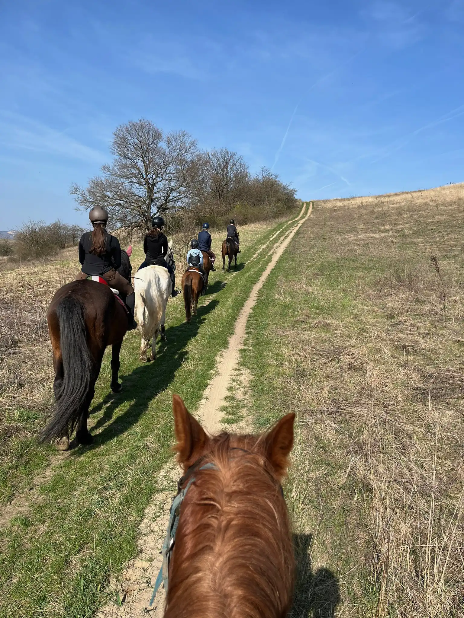 Equarion galéria kép 14