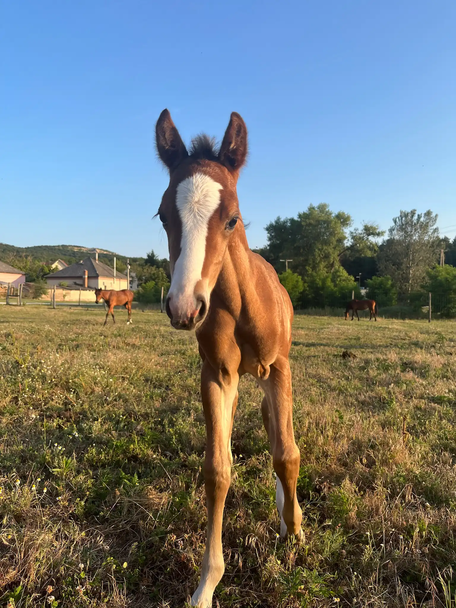 Equarion galéria kép 15