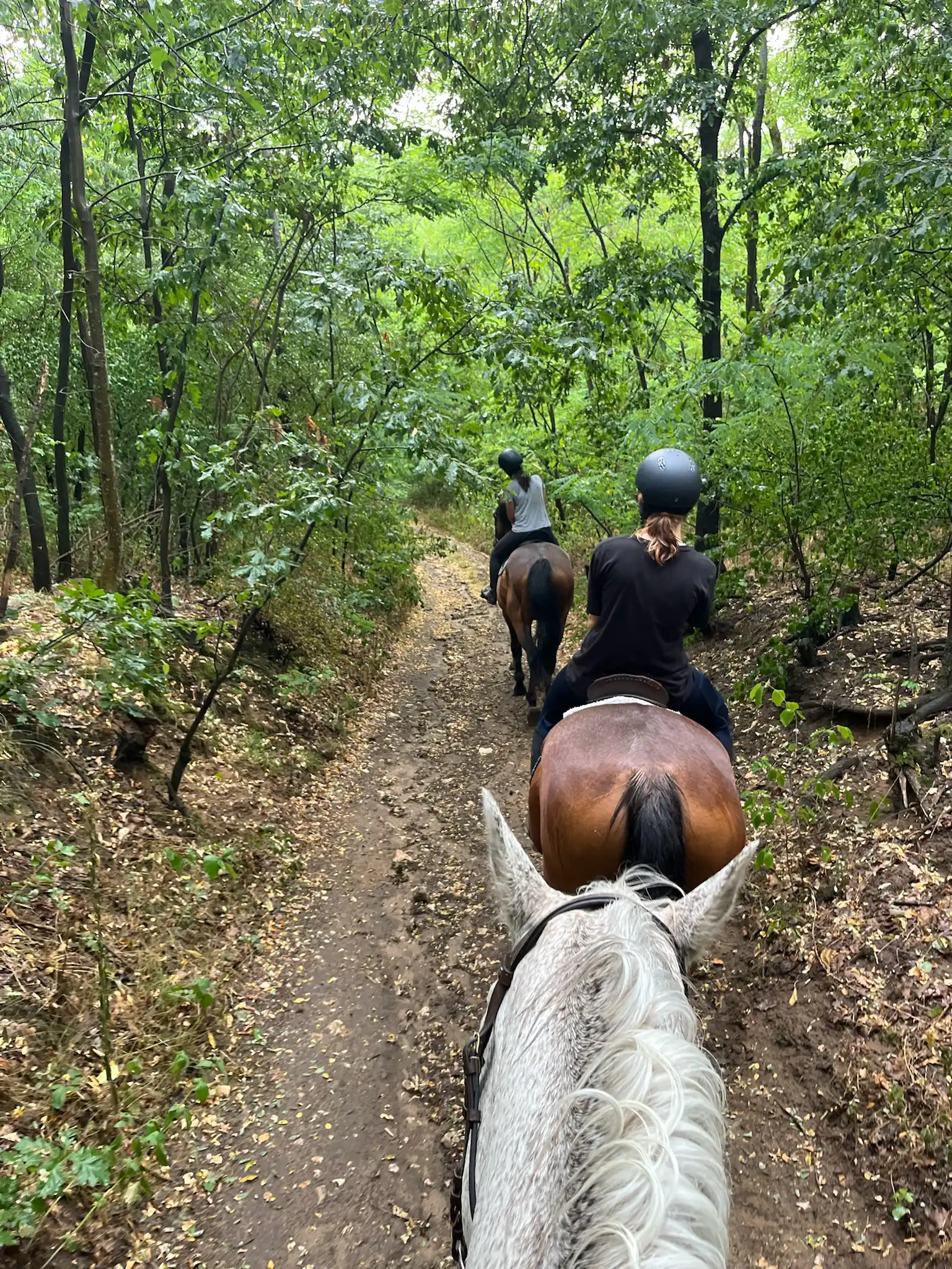 Equarion galéria kép 16