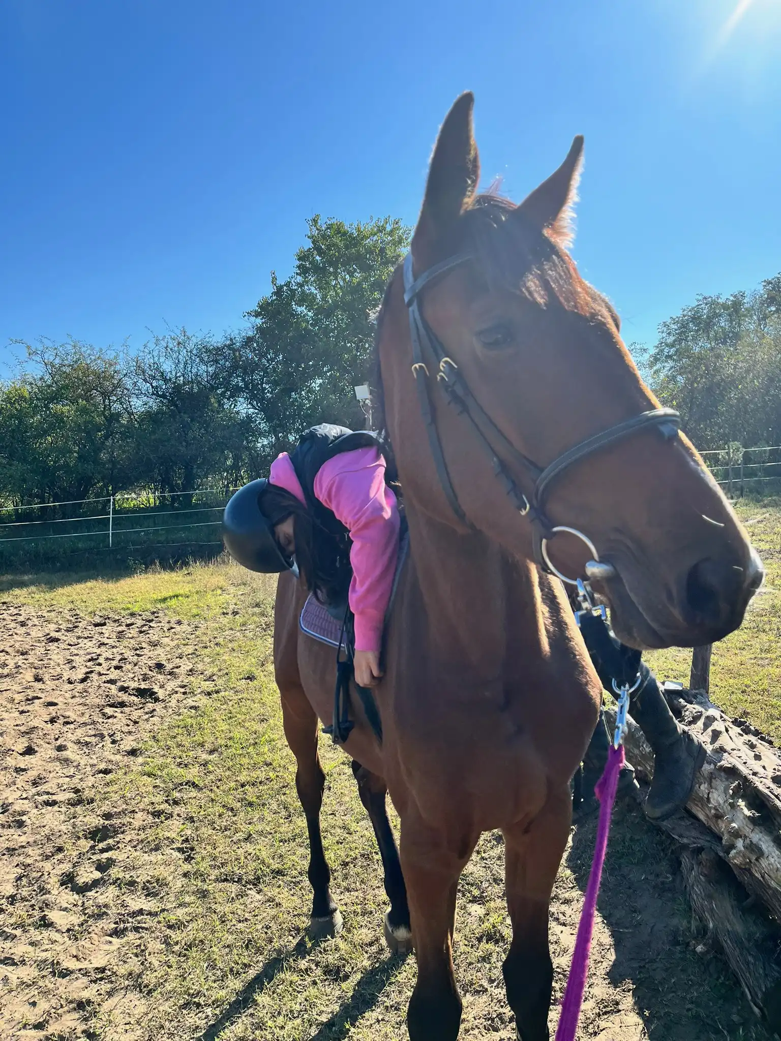 Equarion galéria kép 25