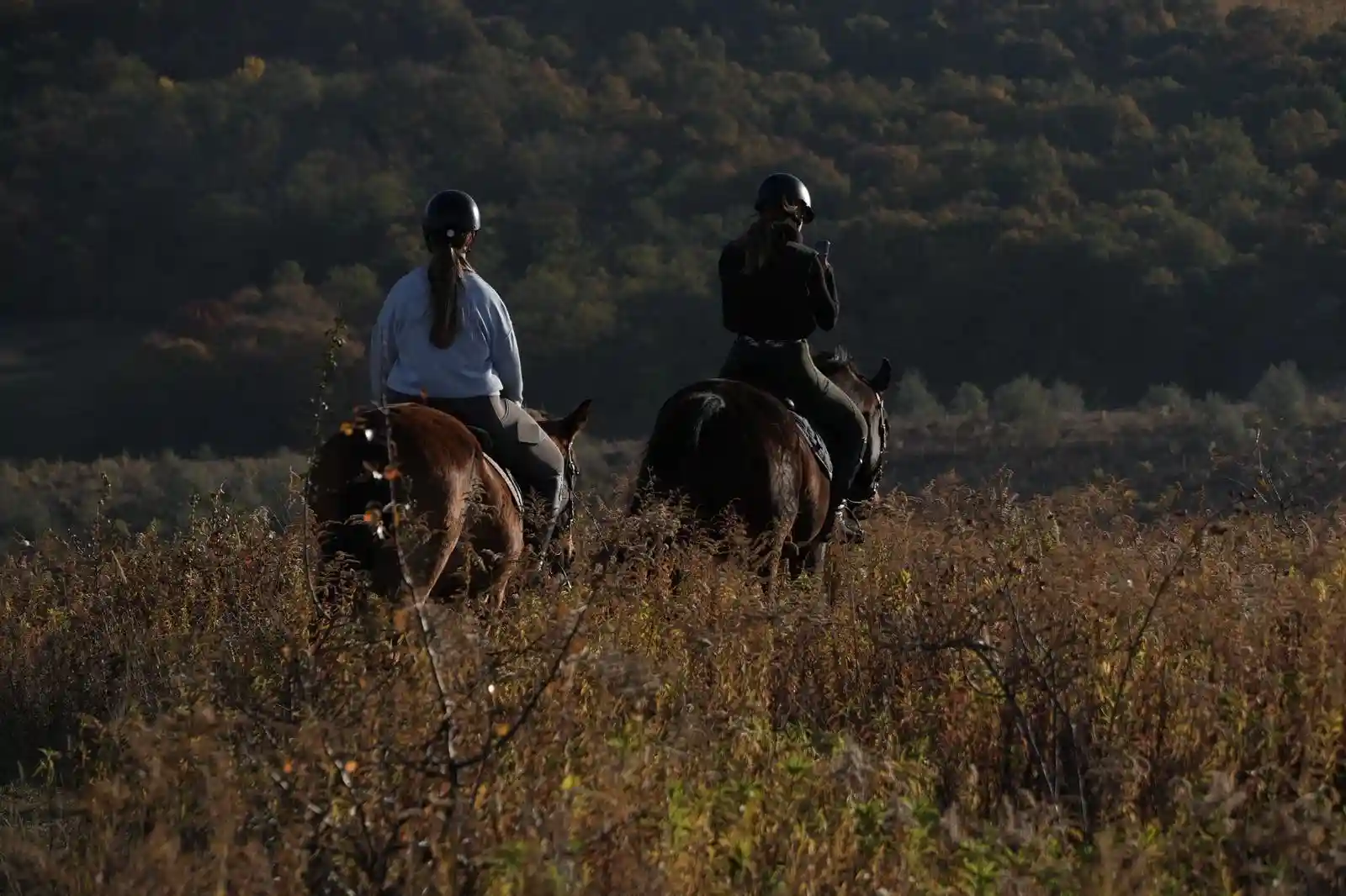 Equarion galéria kép 34