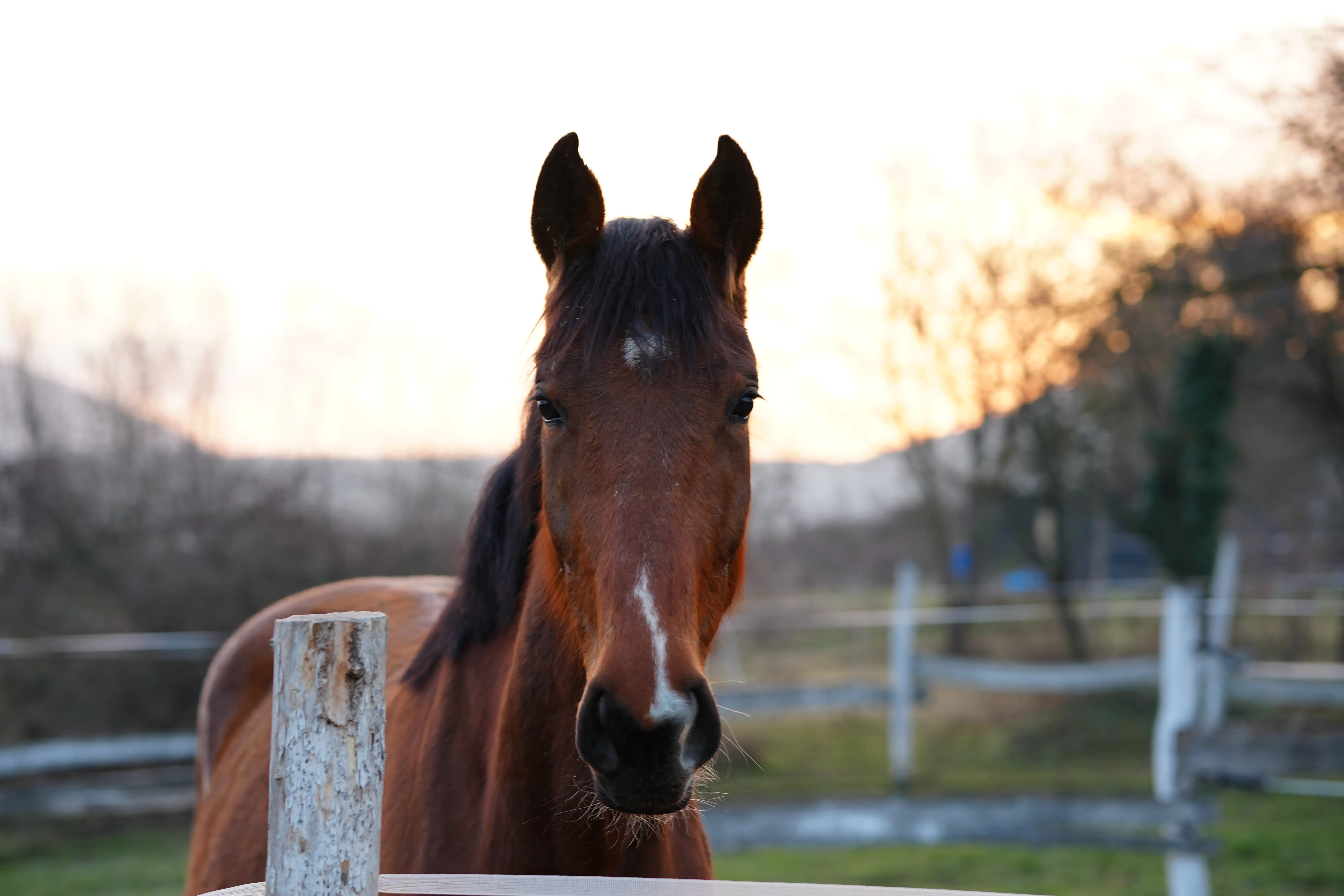Princess Leia fotója