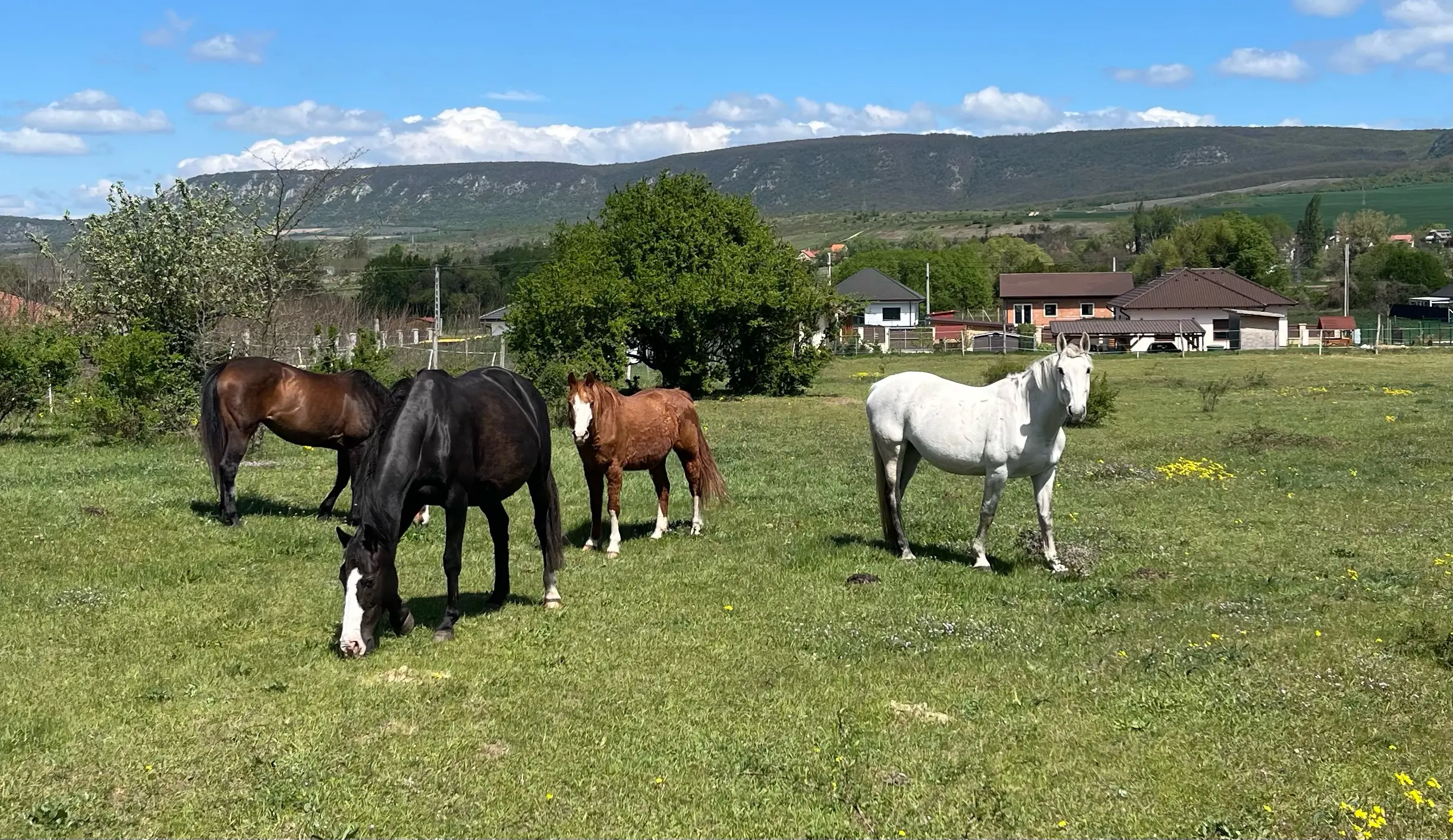 Lovas és ló az Equarion Lovardában